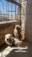  5 كلاب لولو فكس ذكر و انثى للبيع