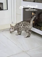  8 Pure Snow Bengal Kitten
