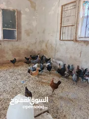  3 فرخات نخب النخب أقرأ الوصف