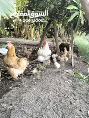  11 دجاج كوشن للبيع