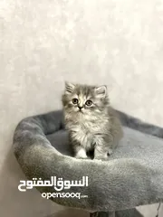  1 قطة شيرازي Persian cat