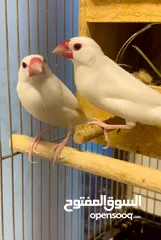  1 Breeding pair of Java sparrow with 2 chicks for sale ..