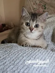  3 قطط سكوتش فولد + ستريت الوان مختلفه واعمار مختلفه الاسعار من ابتداء من  70ل 120  اناث وذكور اهالي