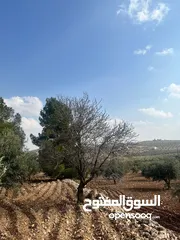  10 فرصة العمر مزرعة زيتون راقية  طريق اربد عمان كافه الخدمات 17 دونم و نص منتجه