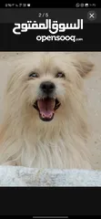  3 كلب ذكر اليف