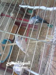  3 اللبيع 3جواز حب اللبيع اربد دوار صحاره مع 3كواخ وقفص 3معالف
