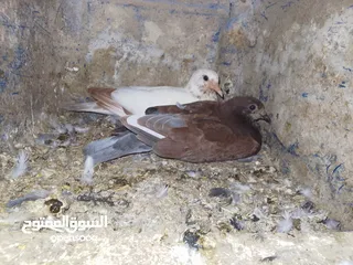  1 زغاليل حمام بلدي نخب النخب