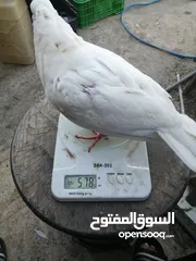  10 متاح لزبائنا الكرام زغاليل حمام بلدي وفرنسي  للأكل احجام سوبر جامبو وأوزان ممتازة التفاصيل بالوصف