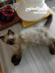  7 قط هملايا شوكلت للبيع