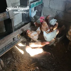  2 دجاج للبيع
