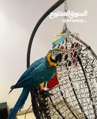  4 Blue and Gold Macaw (6 months)
