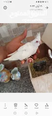  3 مخلف كوكتيل البينو عين حمره بلتفاصل