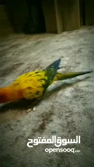  14 ببغاء صن كنيور عباره عن لعبه  تفاصيل عبر الرقم