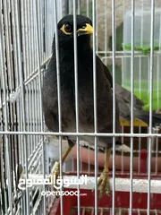  1 فحل مينا مغرد