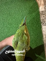  4 ببغاء دره هندي أليف جدا