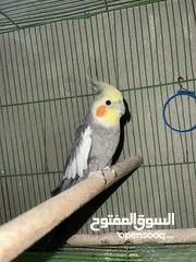  2 كوكتيل حبات صحة و نظافة
