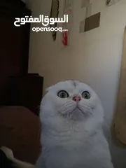  6 قط سكوتش فولد للتزاوج