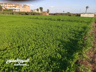  1 أرض زراعيه 4 قراريط ونصف بموقع هادئ ومميز بالعقده بعد منيا القمح