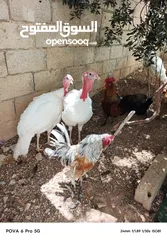  6 حبش ابيض للبيع