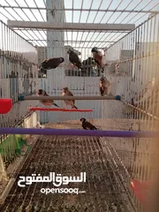  6 حساسين وكنارات نخب اول مقنوة صحة ونضافة