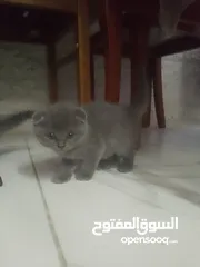  1 قطط سكوتش فولد وستريت للبيع بيور