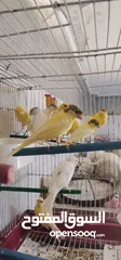  2 افراخ ومخاليف كناري للبيع