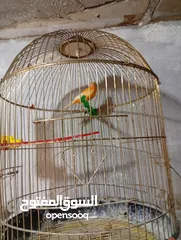  4 فحول كنار صلاة النبي