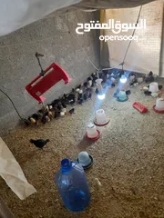  2 جاج بلدي وسط