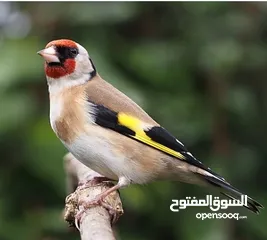  4 طيور زينه للبيع للتواصل جنه ..كوكتيل ..كنارات .حساسين نوعيات ممتازه