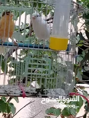  10 طيور كناري
