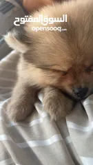  2 Pomeranian dog super mini 2months