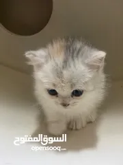  3 3 months old mix persian kitten