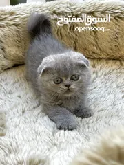  1 Purebred Scottish fold & British short hair