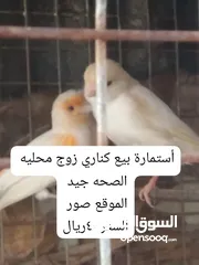  1 البيع طيور كناري زوج محليه قبل التفاوض