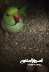  2 جوز دره هندي ( رن فقط الرقم بالوصف )