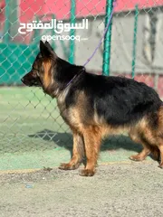  9 بــــــــسعر مغري سامويد وجيرمن