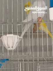  4 طيور للبيع ما شاء الله طيور بجننو طير من الجنه ما شاء الله الله يبارك لصاحب النصيب او صاحبيت النصيب
