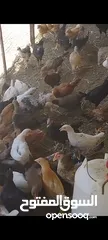  4 دجاج عماني
