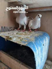 2 حمام للبيع سعر حرق كلهن مكفولة