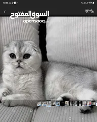  1 بيور سكوتش فولد للبيع
