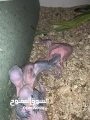  1 فراخ دره زق يدوي