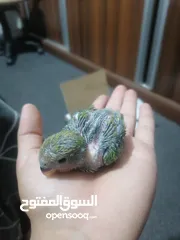  7 فراخ روز لزق اليدوي