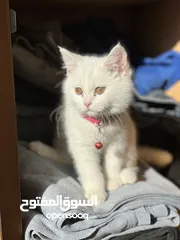  2 قطه  بيضاء ألون أنثى صغيرة لطيفه جداً