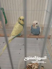  3 حوز بادجي (طيور الحب) جاهز للإنتاج بألوان مميزة