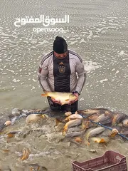  17 تنظيف البرك من الاسماك والطحالب.  صيد السمك وفرزه  ونقله باستخدام شبكات. الجرف لجميع الاسماك