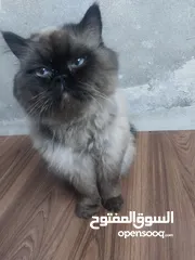  2 قط همالايا شوكليت ذكر للتزواج مقابل مادي او قطط من المواليد