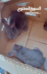  3 أرانب صغيرة