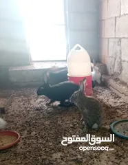  1 ارانب هجين خمس امهات وذكر مع مواليد منهم على وجه شغل العدد كامل خمسين