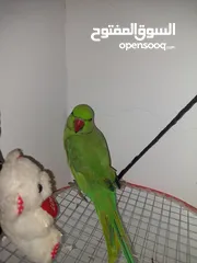  17 ببغاء درارة هندي ذكر كوكو عمر سنتين مطوق اليف جدا ما بعض نهائي لعوب بحب الاطفال