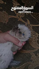  1 قطه انثى سكوتش مكس هملايا عمر شهر ونص